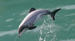 Делфин белиорди